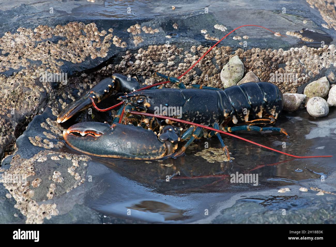 European Lobster (Homarus gammarus), un cliché empilé à mise au point haute résolution composé de 54 photographies avec un grossissement de 1:1 donnant un niveau de détail immense Banque D'Images