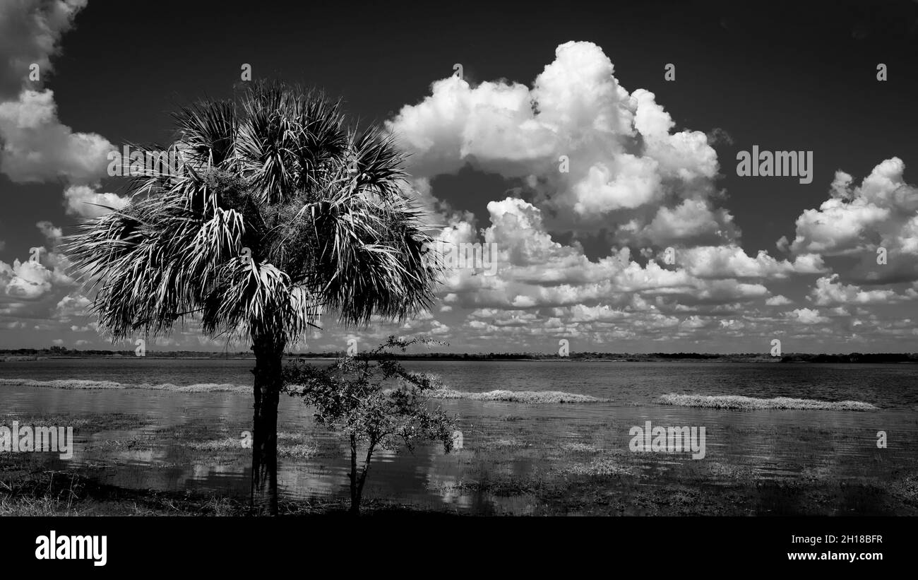 Image en noir et blanc d'un palmier solitaire sur le lac supérieur Myakka, dans le parc national de la rivière Myakka, à Sarasota, Floride, États-Unis Banque D'Images