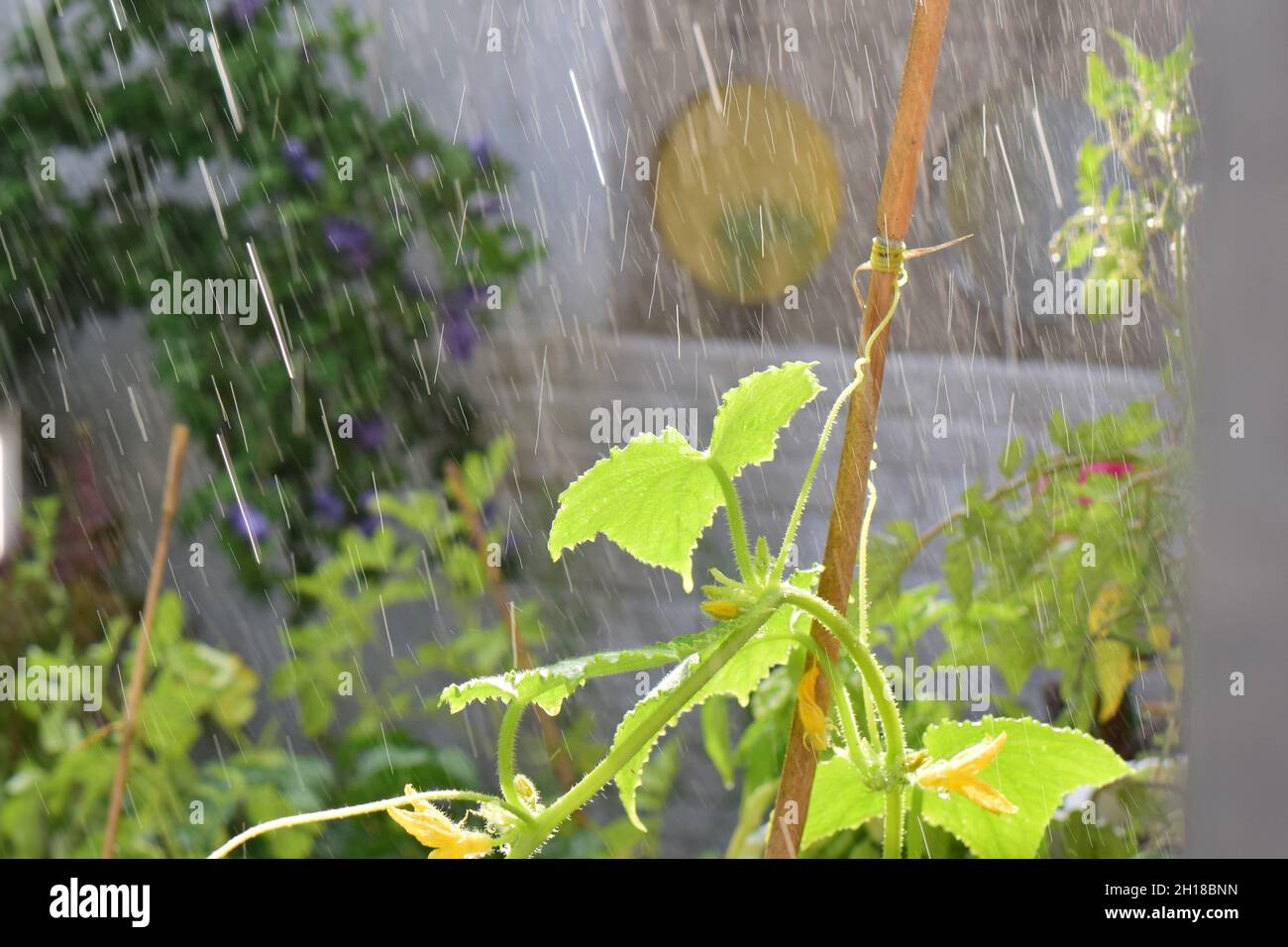 Plante de concombre sur une terrasse pendant la douche à effet pluie Banque D'Images