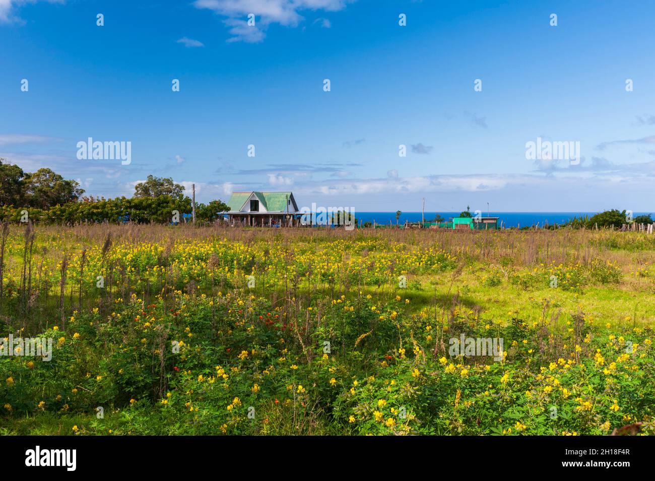 Une modeste maison avec une véranda enveloppante, dans un champ de fleurs sauvages.Hansa Roa, Île de Pâques, Équateur. Banque D'Images