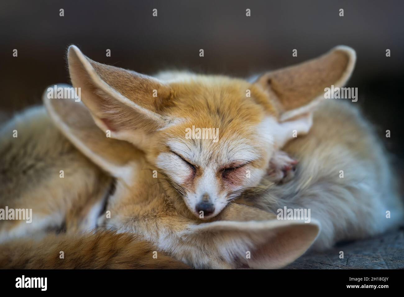Joli et mignon Fennec ou renard du désert avec drôle de grandes oreilles dormant. Banque D'Images