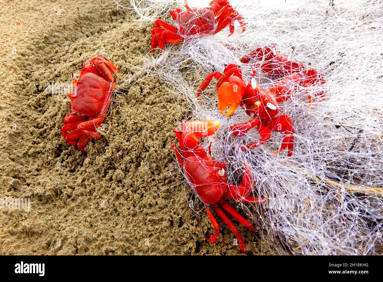 Le crabe rouge ou Gecarcoidea natalis est une espèce de crabe terrestre Banque D'Images