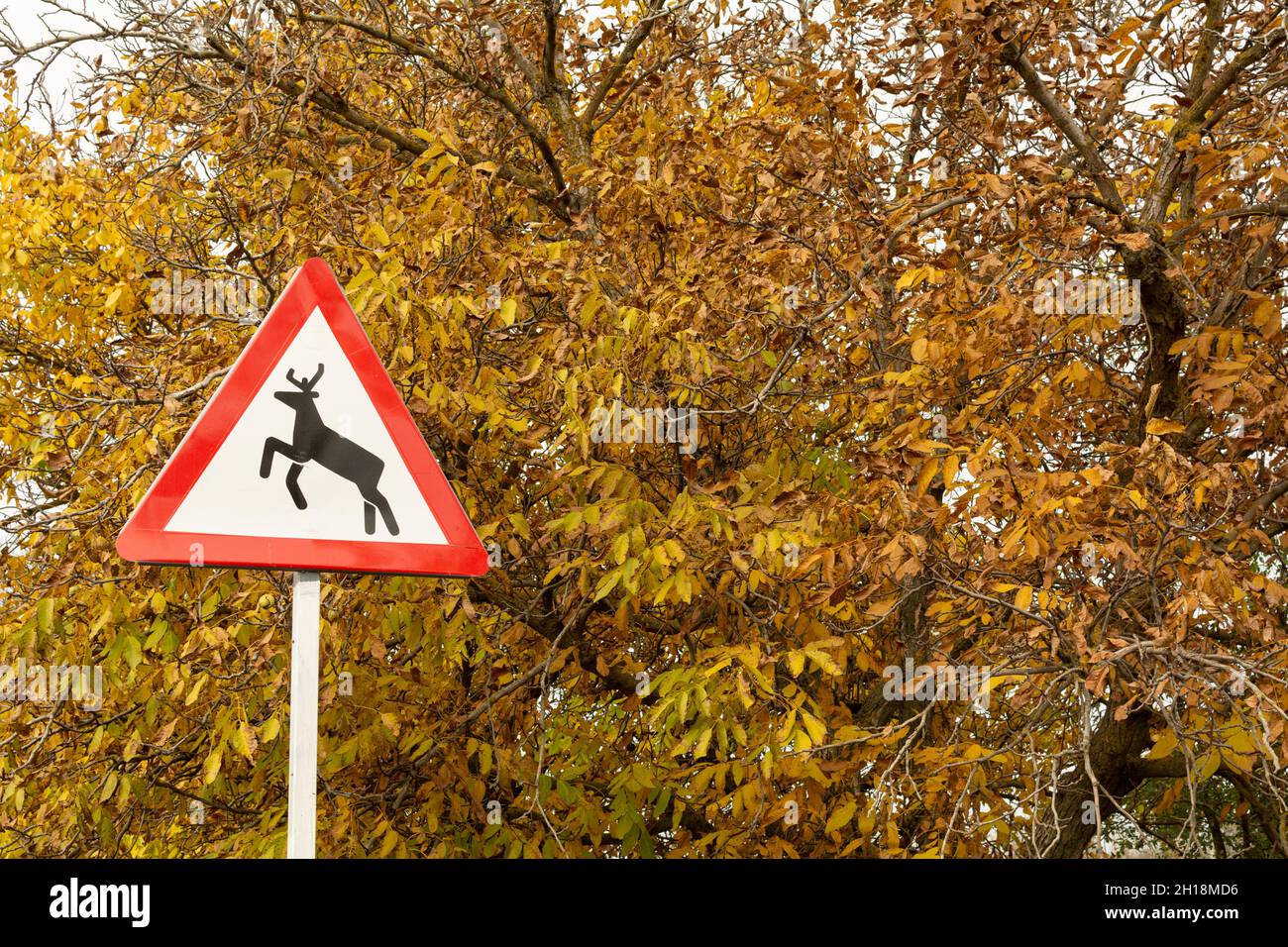 Triangle rouge avertissement de cerf sur un fond de feuillage d'automne Banque D'Images