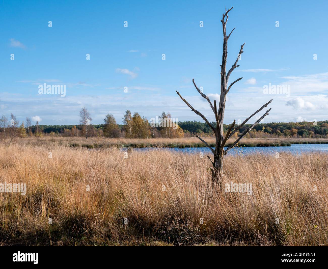 Herbe de Moor, arbre mort et piscine d'eau, tourbière dans le parc national Dwingelderveld, Drenthe, pays-Bas Banque D'Images