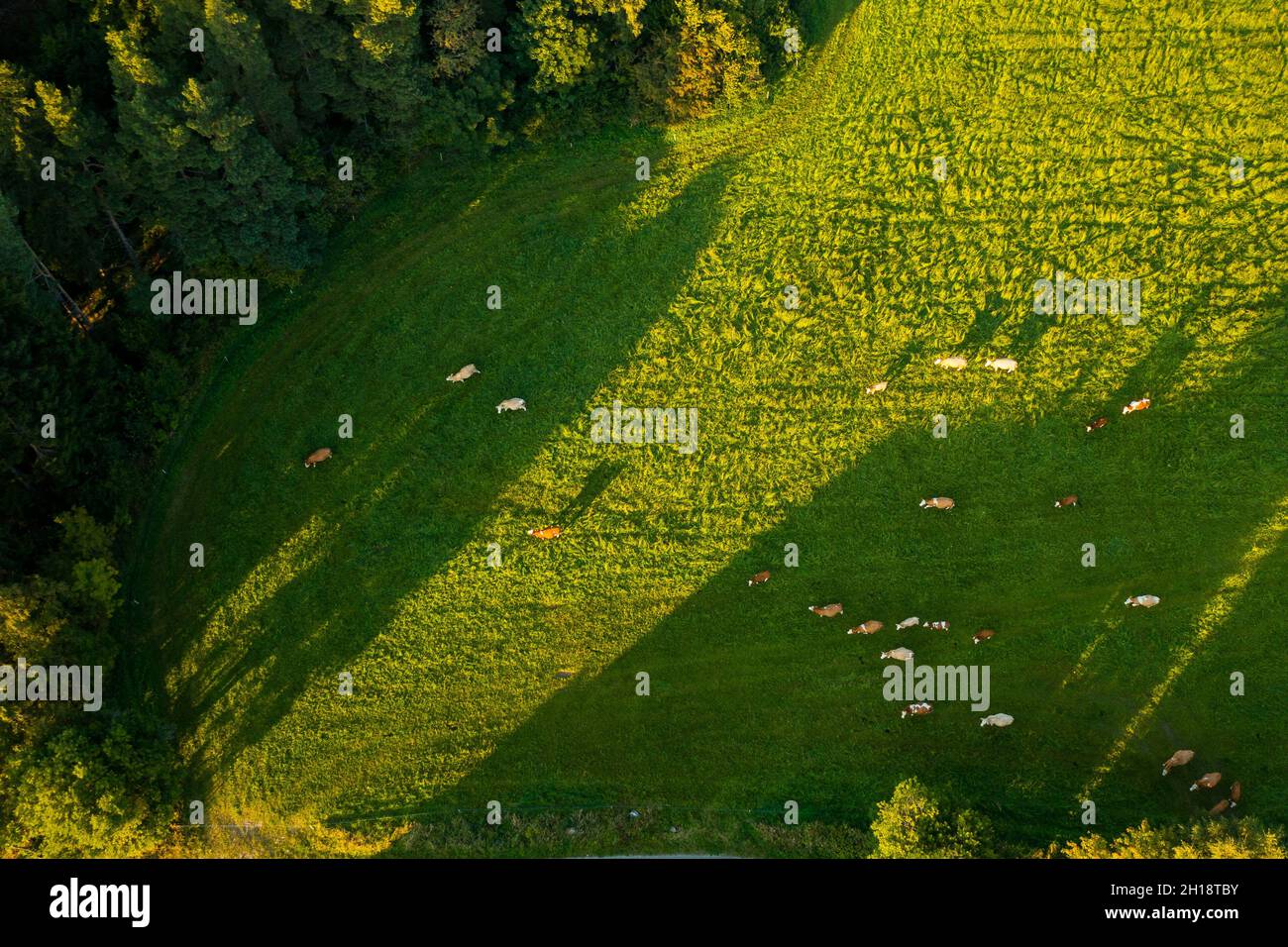 Vue aérienne des vaches pâturage herbe dans un pré vert dans les montagnes Banque D'Images