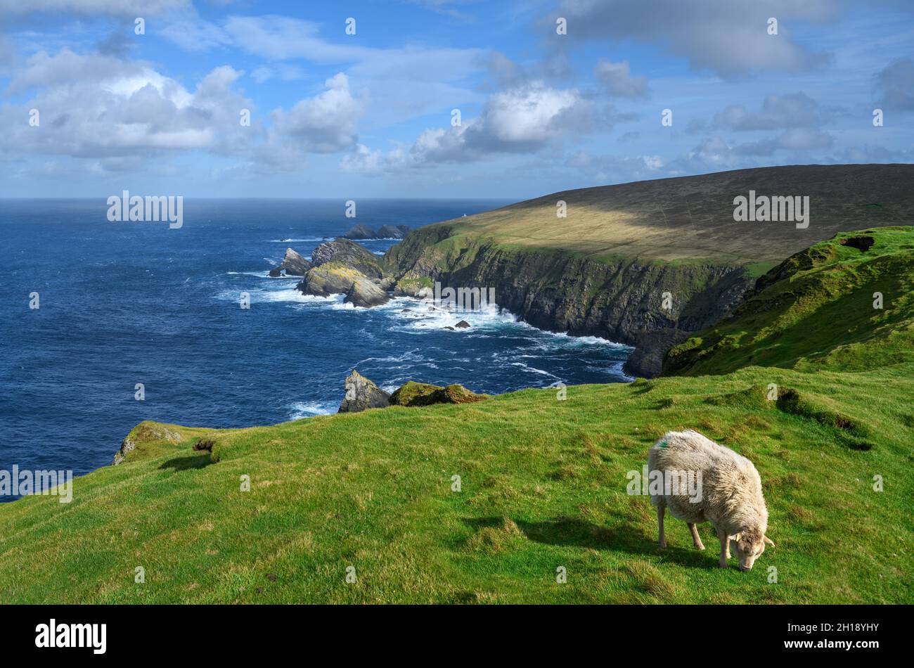 Moutons paître sur le sommet de la falaise à la réserve naturelle nationale de Hermaness, Unst, Shetland, Shetland Islands, Écosse,ROYAUME-UNI Banque D'Images