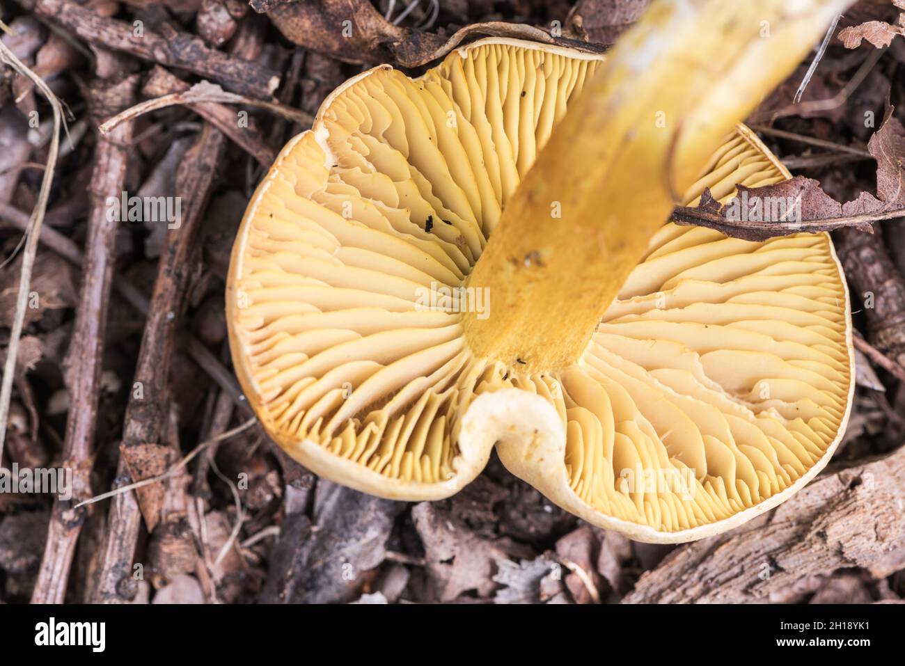 Champignons - Chevalier à soufre (Tricholoma sulfuremum) Banque D'Images