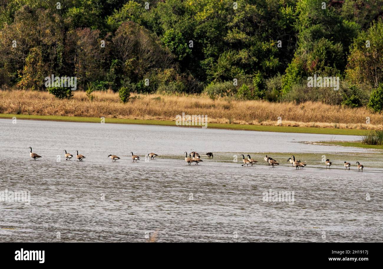 Images de l'assortiment d'oiseaux, y compris les oies en migration, les aigrettes et plus, trouvés dans les terres humides du refuge national. Banque D'Images