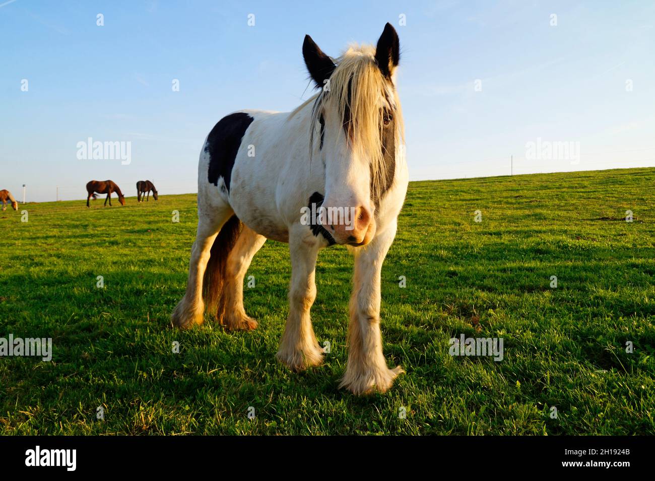 The Galineers CoB, également connu sous le nom de traditionnel Gypsy CoB, Irish Cob, Gypsy Horse ou Gypsy Vanner dans le village bavarois de Birkach (Allemagne) Banque D'Images