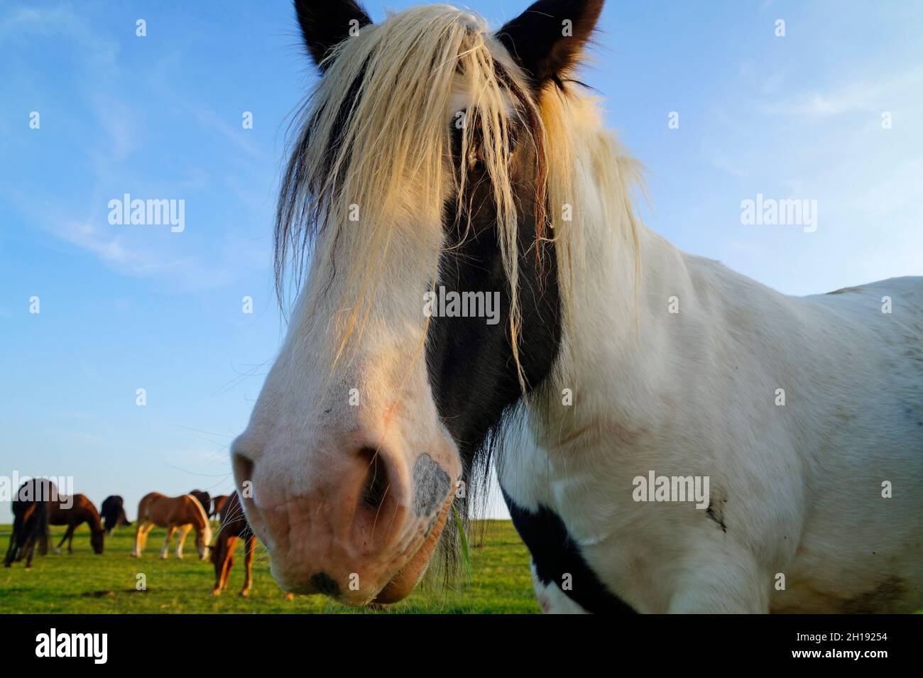 The Galineers CoB, également connu sous le nom de traditionnel Gypsy CoB, Irish Cob, Gypsy Horse ou Gypsy Vanner dans le village bavarois de Birkach (Allemagne) Banque D'Images