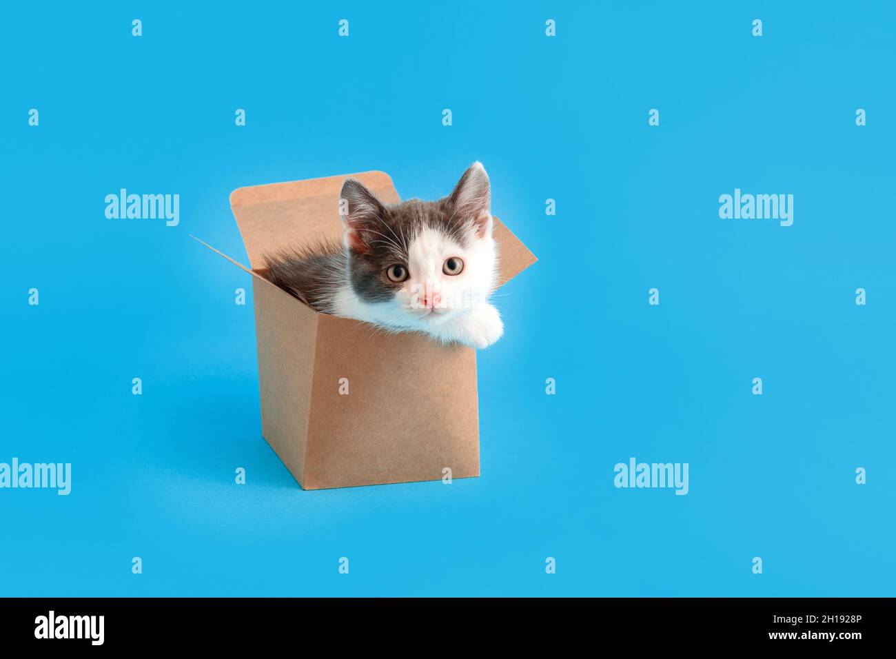 Chaton drôle dans une boîte en carton isolée sur fond bleu de couleur avec espace de copie.Magnifique chat noir et blanc regarde la boîte de livraison de nourriture.Chat blague Banque D'Images