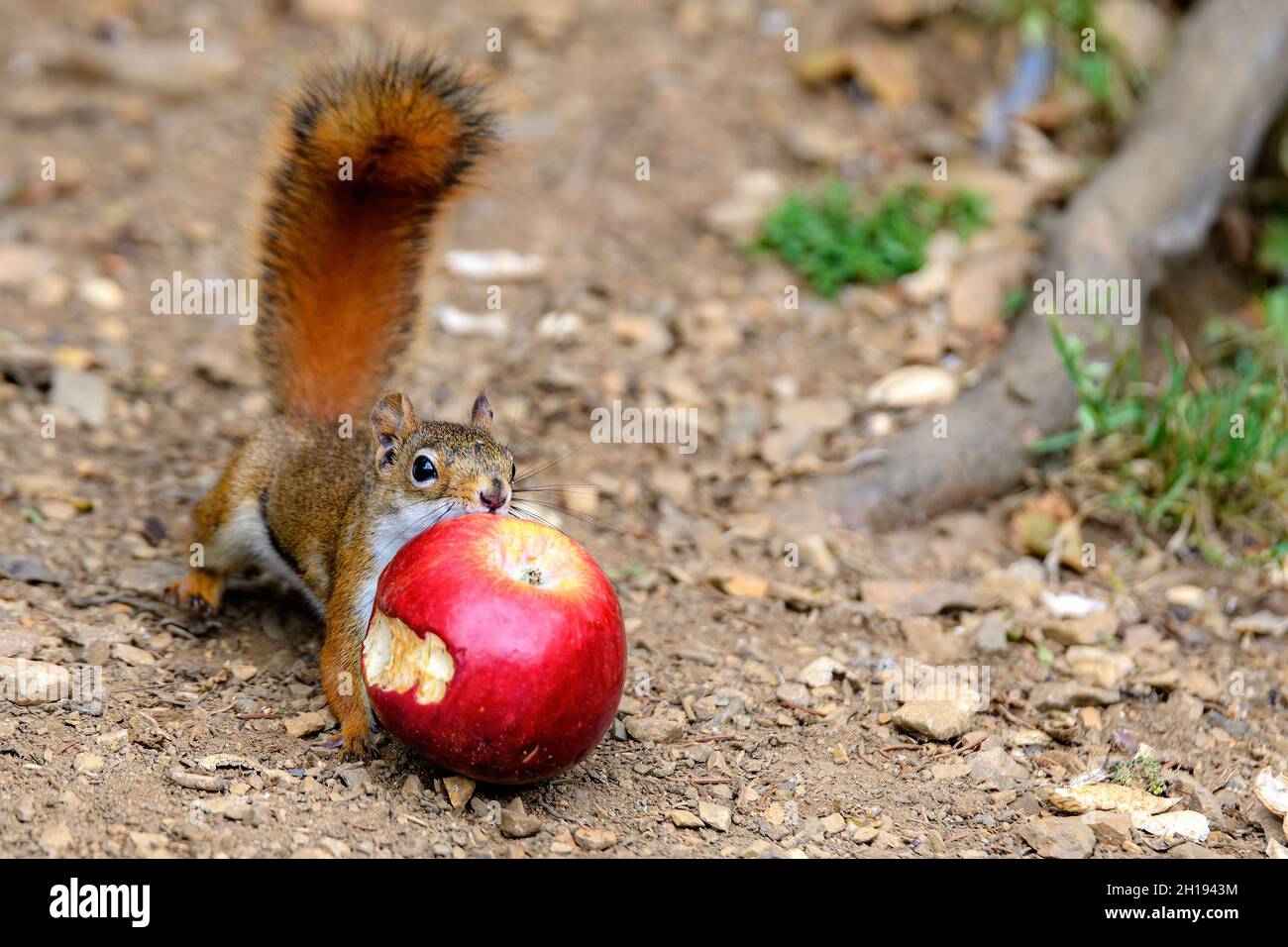 Petit écureuil rouge essayant de saisir une pomme partiellement mangée.La pomme est trop grande pour que l'écureuil puisse le porter, il essaie donc de la tirer vers l'arrière.Concentrez-vous sur vos yeux. Banque D'Images
