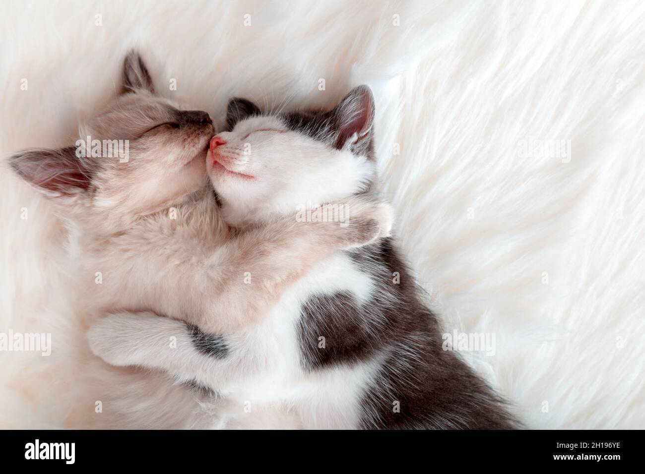 Couple Chatons Dans L Amour Baiser Dormir Ensemble Sur Blanc Moelleux Lit Ecossais 2 Deux Chats Embrassant Avec Des Pattes Dans Le Sommeil Se Detendre A La Maison Animal De Compagnie Chaton Photo Stock