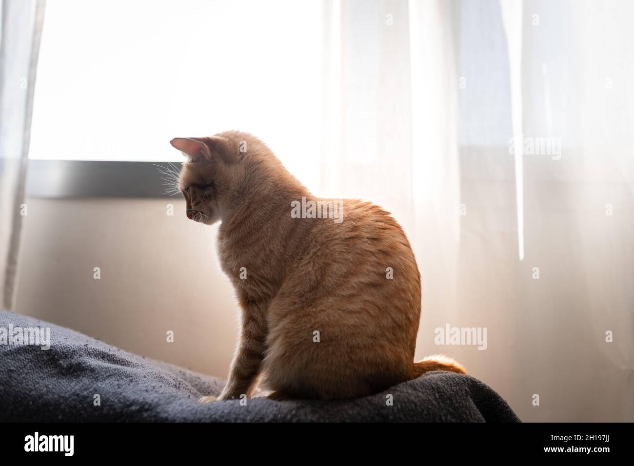Tabby Brun Chat Assis Sur Un Canape Pres De La Fenetre Vue De Profil Photo Stock Alamy