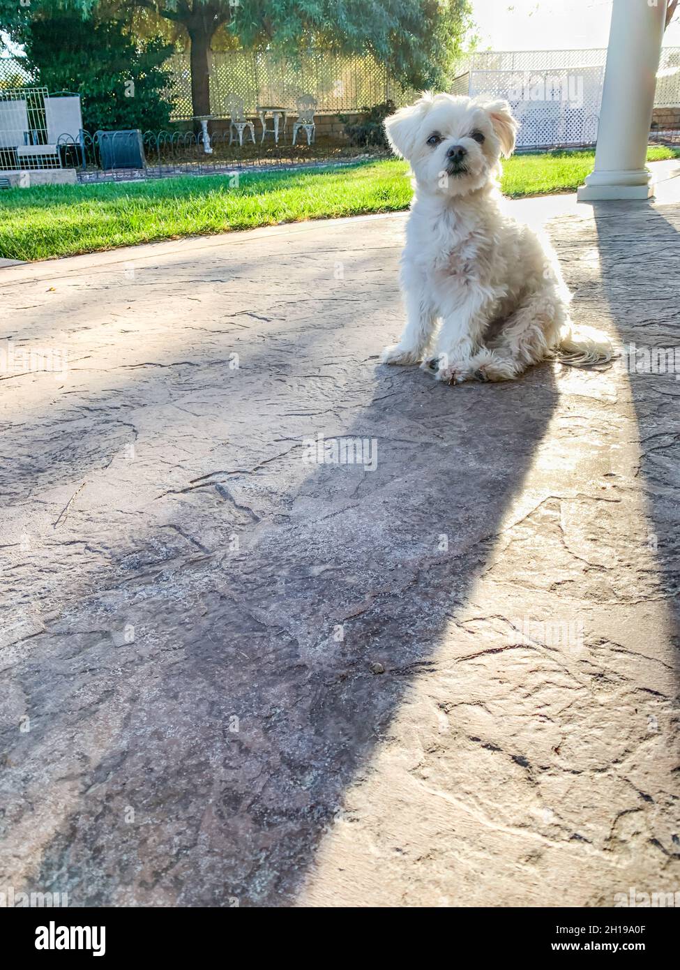 Adorable chiot maltais assis sur le patio dans le jardin arrière de la maison Banque D'Images