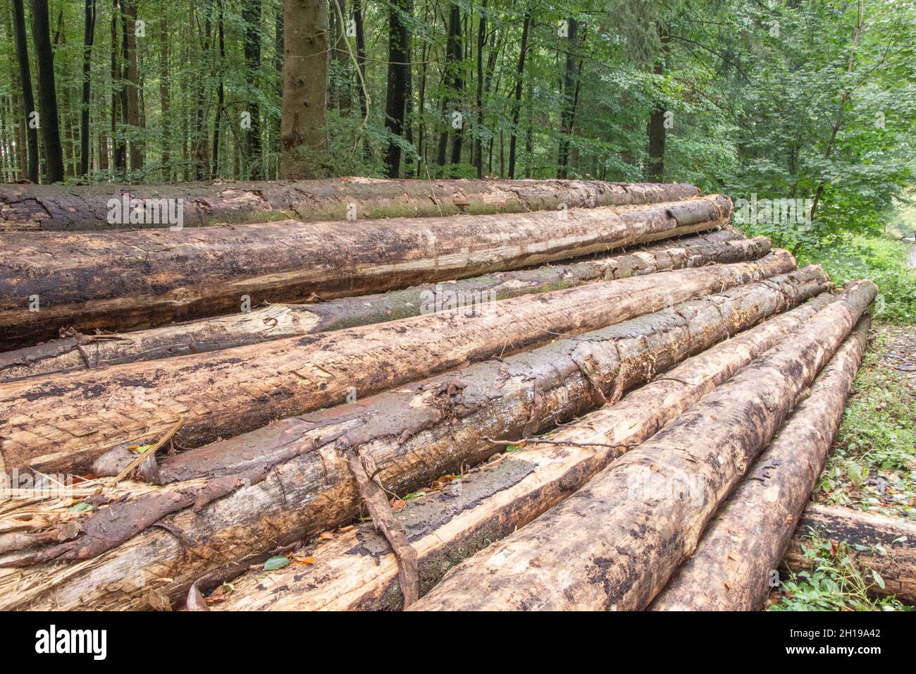 ALS Polter (der Polter, seltener das Polter; Regional auch POLDER) oder Holzpolter wird in der Forstwirtschaft gesammeltes und sortiertes Rundholz Banque D'Images