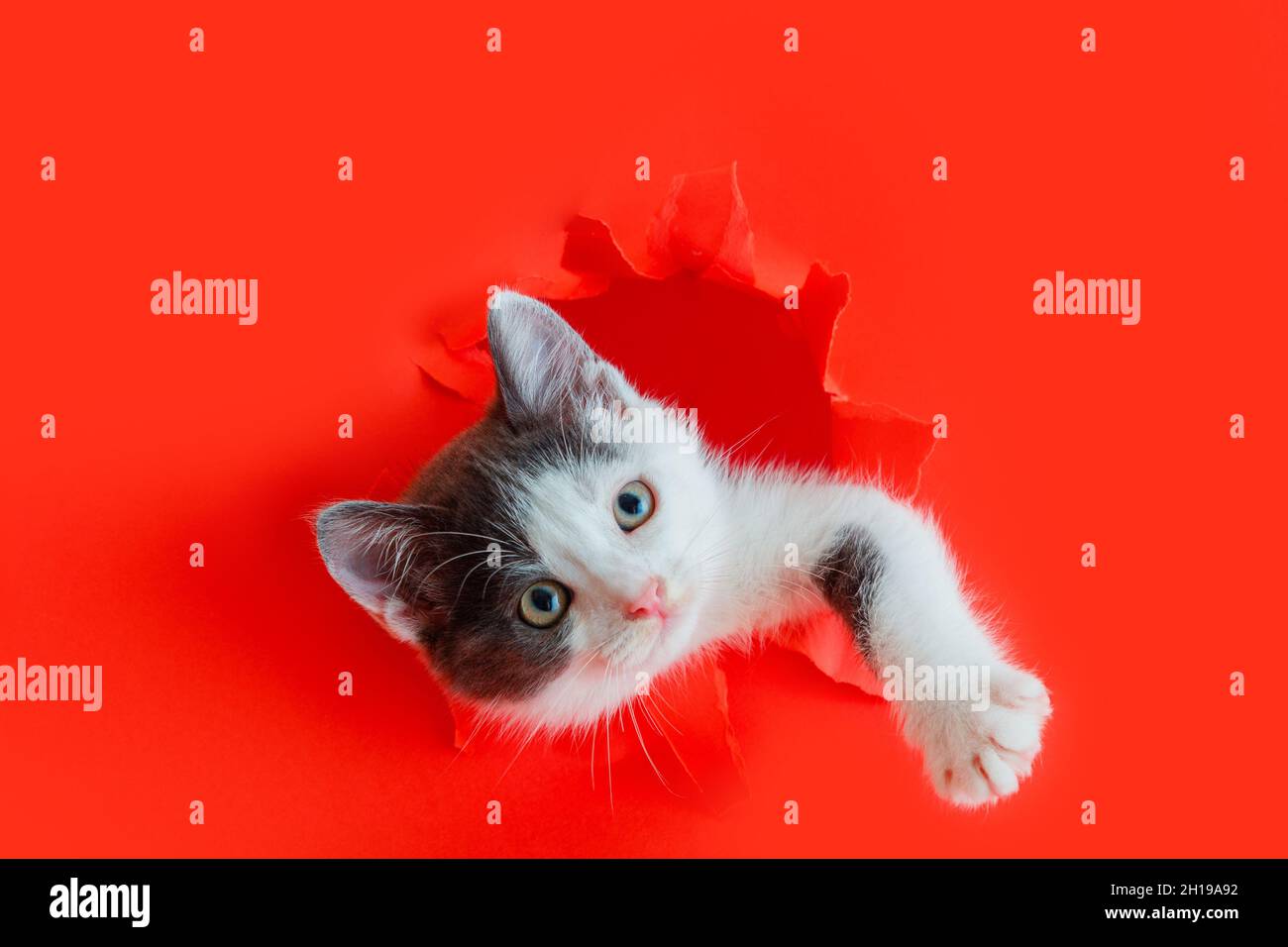 Chatte Drole Isole Sur Fond Rouge De Couleur Curiosite Kitten Peeking Sur Le Papier Rouge Trou Cadre Jouer Avec Patte Un Chat Tout Doux Sort Du Trou Humour Photo Stock Alamy