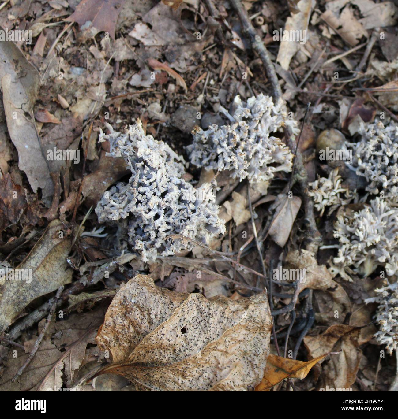 Champignons de corail gris poussant sur un fond forestier Banque D'Images