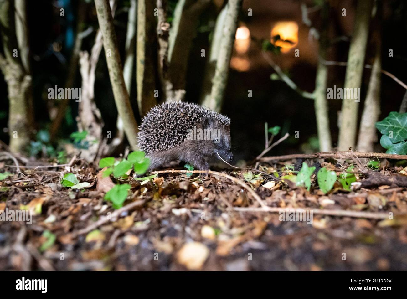 Hambourg, Allemagne.17 octobre 2021.Un jeune hérisson brun (erinaceus europaeus) se trouve au milieu du feuillage, dans une brousse entre les bâtiments résidentiels.Credit: Jonas Walzberg/dpa/Alay Live News Banque D'Images