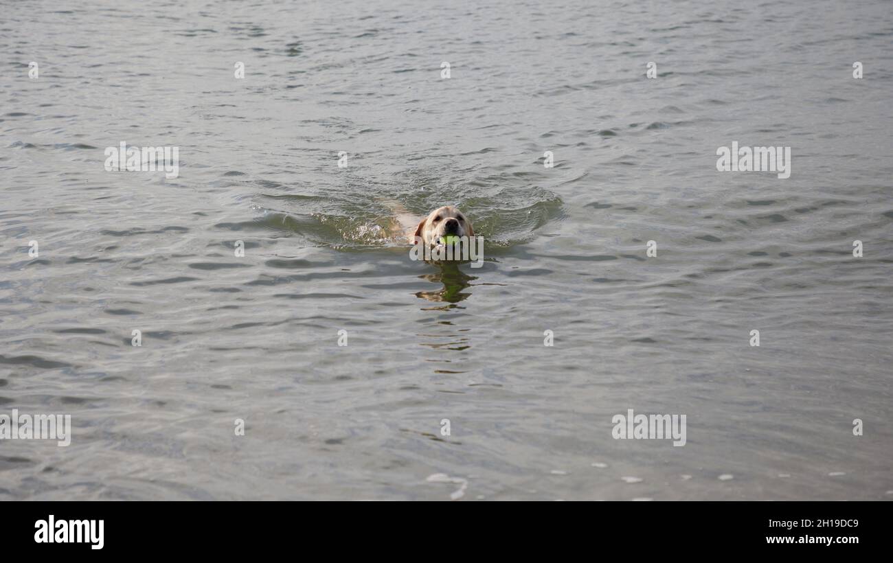 Chien de récupération de balle de la mer. Banque D'Images