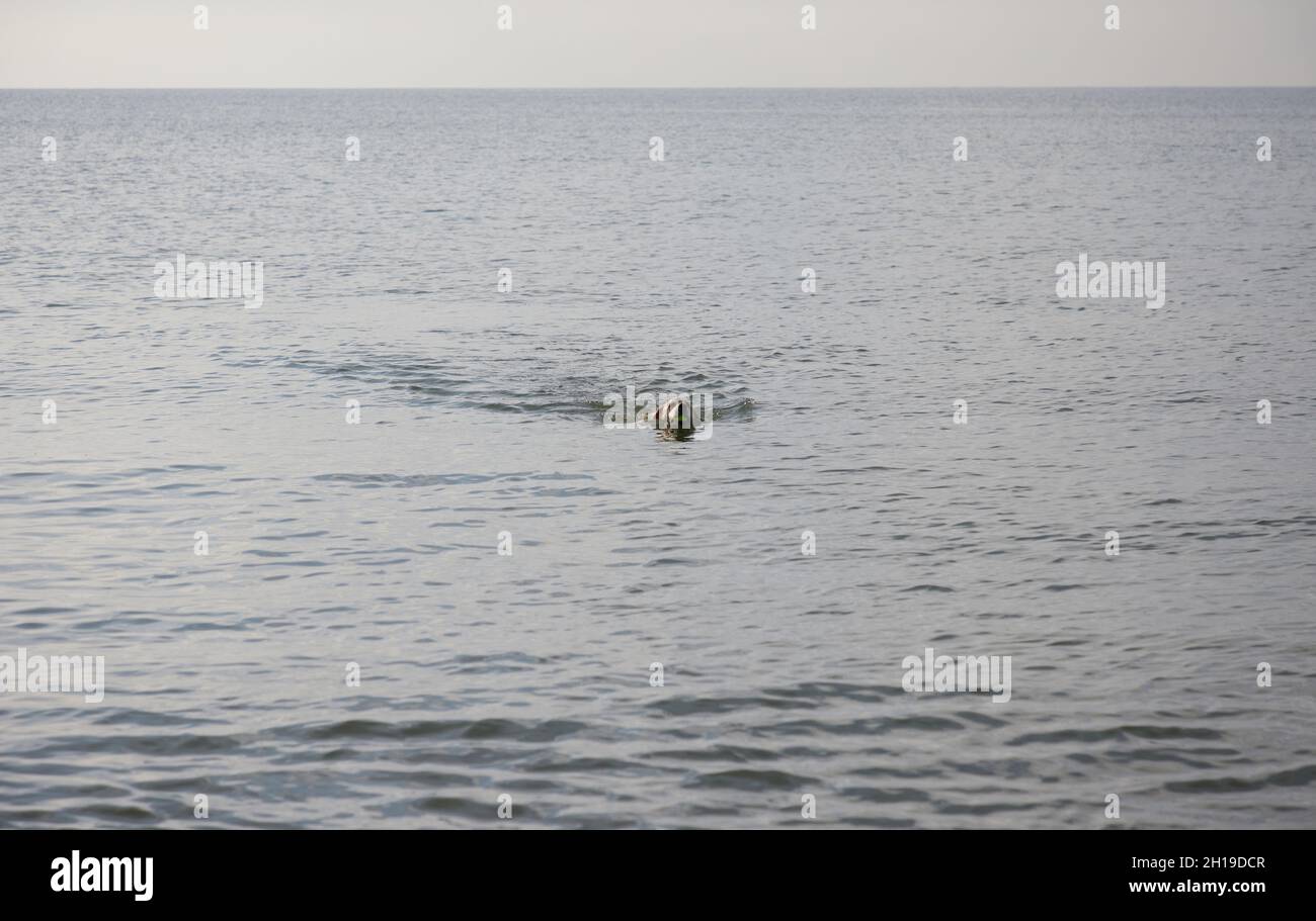 Chien de récupération de balle de la mer. Banque D'Images