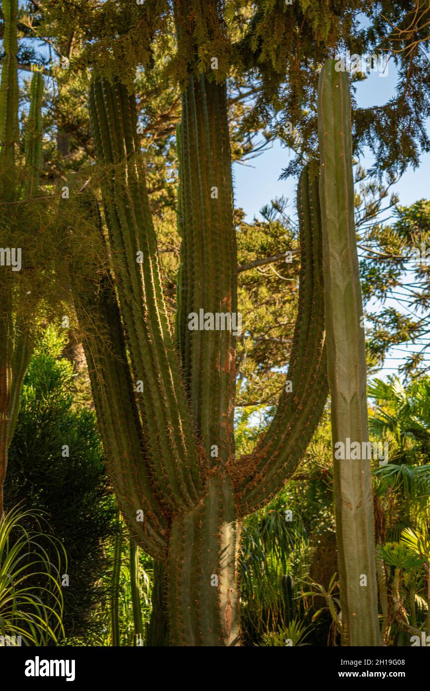 Grande grande plante de cactus dans un parc Banque D'Images