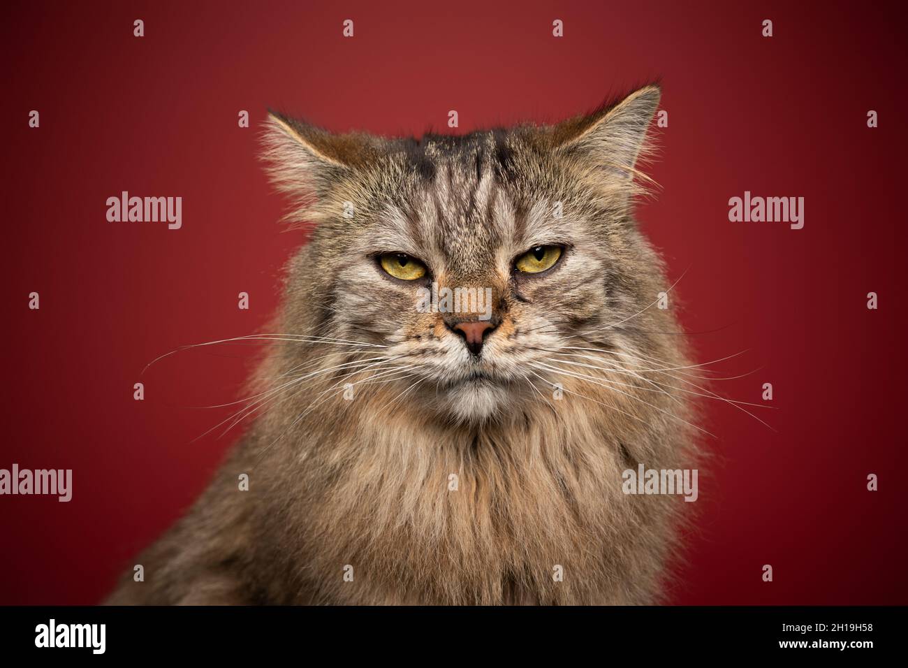 tabby norwegian forest chat faire drôle visage regardant déplaisir ou en colère sur fond rouge Banque D'Images