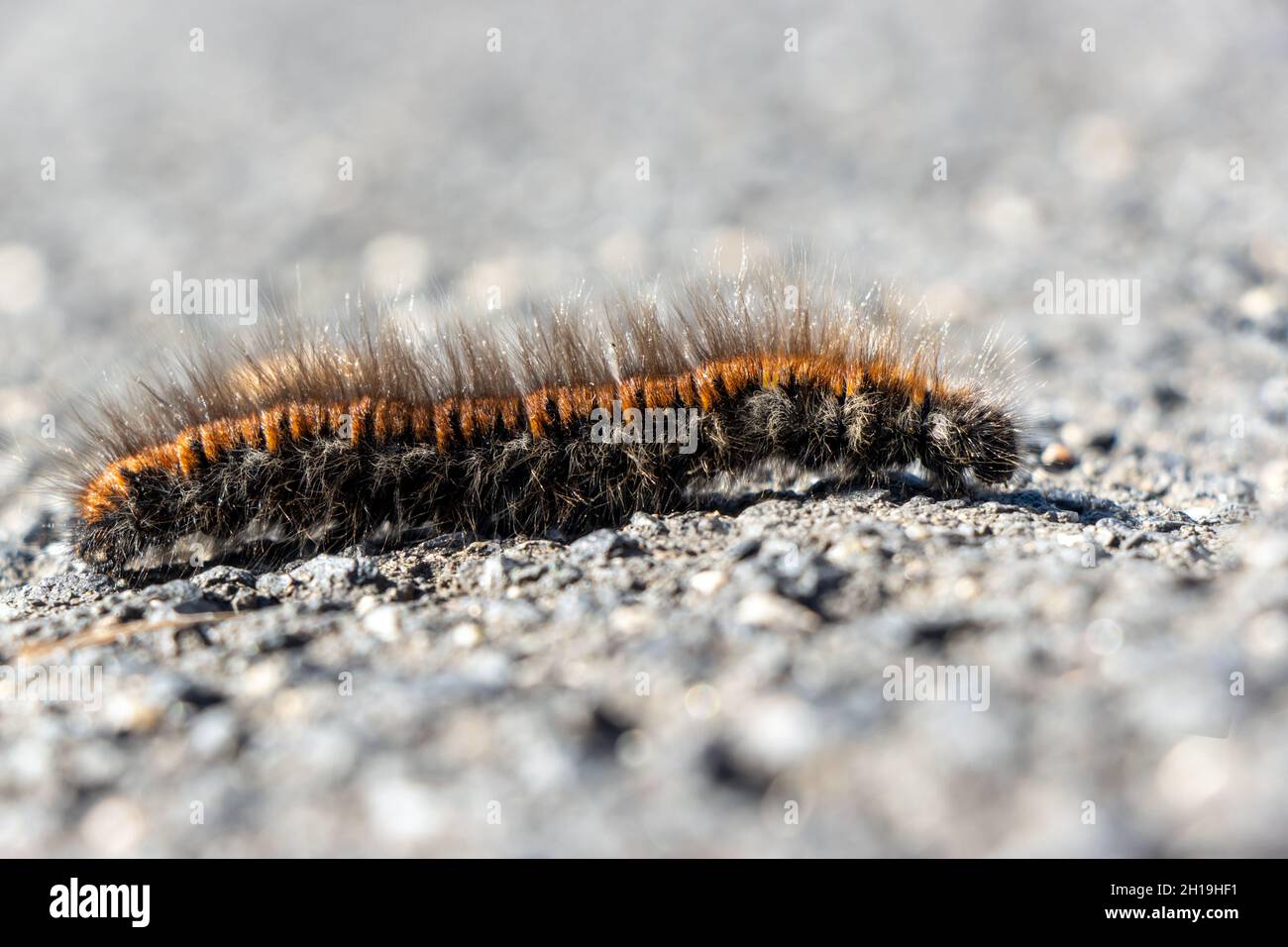 La chenille de la teigne du renard - Macrothylacia rubi, rampent sur la route Banque D'Images
