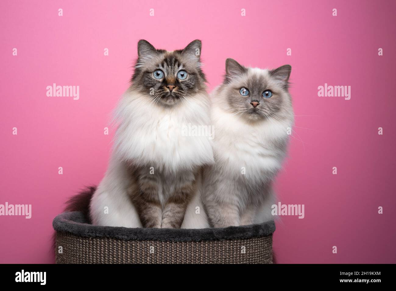 deux chats birman aux yeux bleus moelleux assis côte à côte sur le lit d'animal de compagnie regardant l'appareil photo curieusement sur fond rose avec espace de copie Banque D'Images