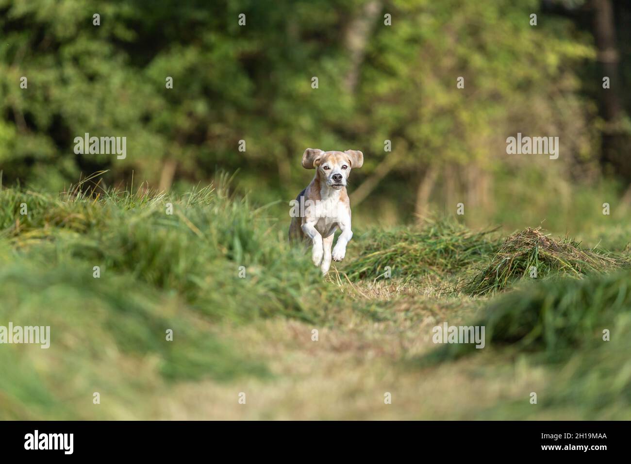 Portrait d'un chien d'arme à feu de beagle qui traverse un champ à l'extérieur Banque D'Images Portrait d'un chien d'arme à feu de beagle qui traverse un champ à l'extérieur Banque D'Images