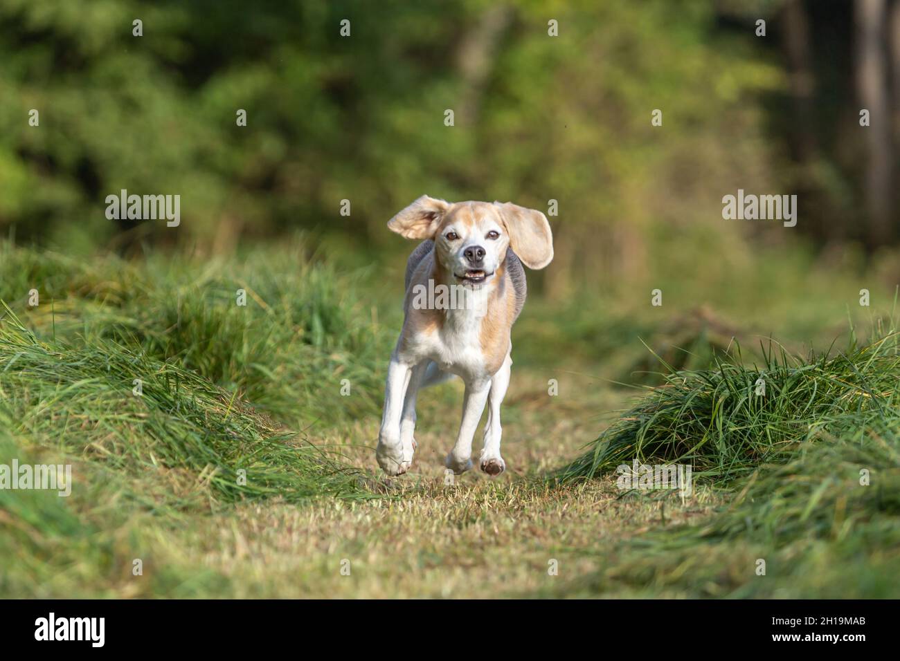 Portrait d'un chien d'arme à feu de beagle qui traverse un champ à l'extérieur Banque D'Images Portrait d'un chien d'arme à feu de beagle qui traverse un champ à l'extérieur Banque D'Images