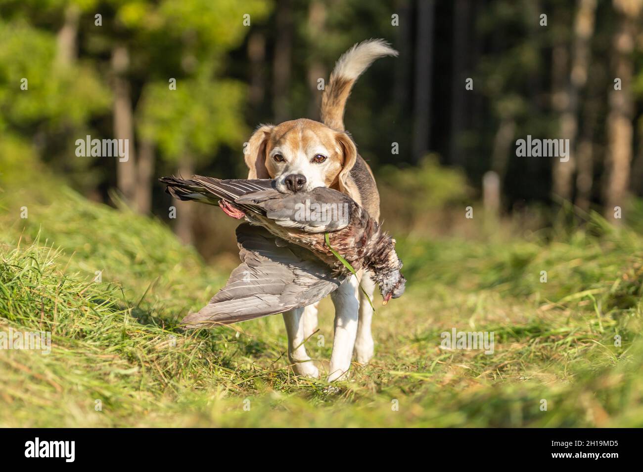 portrait d'un chien de beagle qui récupère un pidgeon mort.Fowling avec un chien d'arme Banque D'Images portrait d'un chien de beagle qui récupère un pidgeon mort.Fowling avec un chien d'arme Banque D'Images