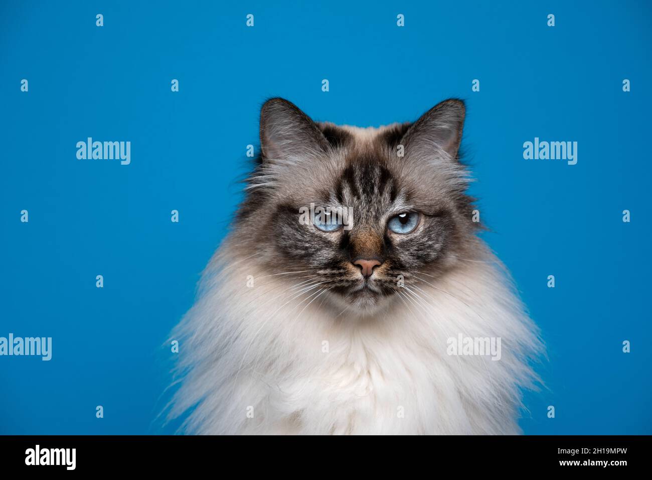 mécontent angry look seal tabby point birman ton sur ton portrait sur fond bleu avec espace de copie Banque D'Images