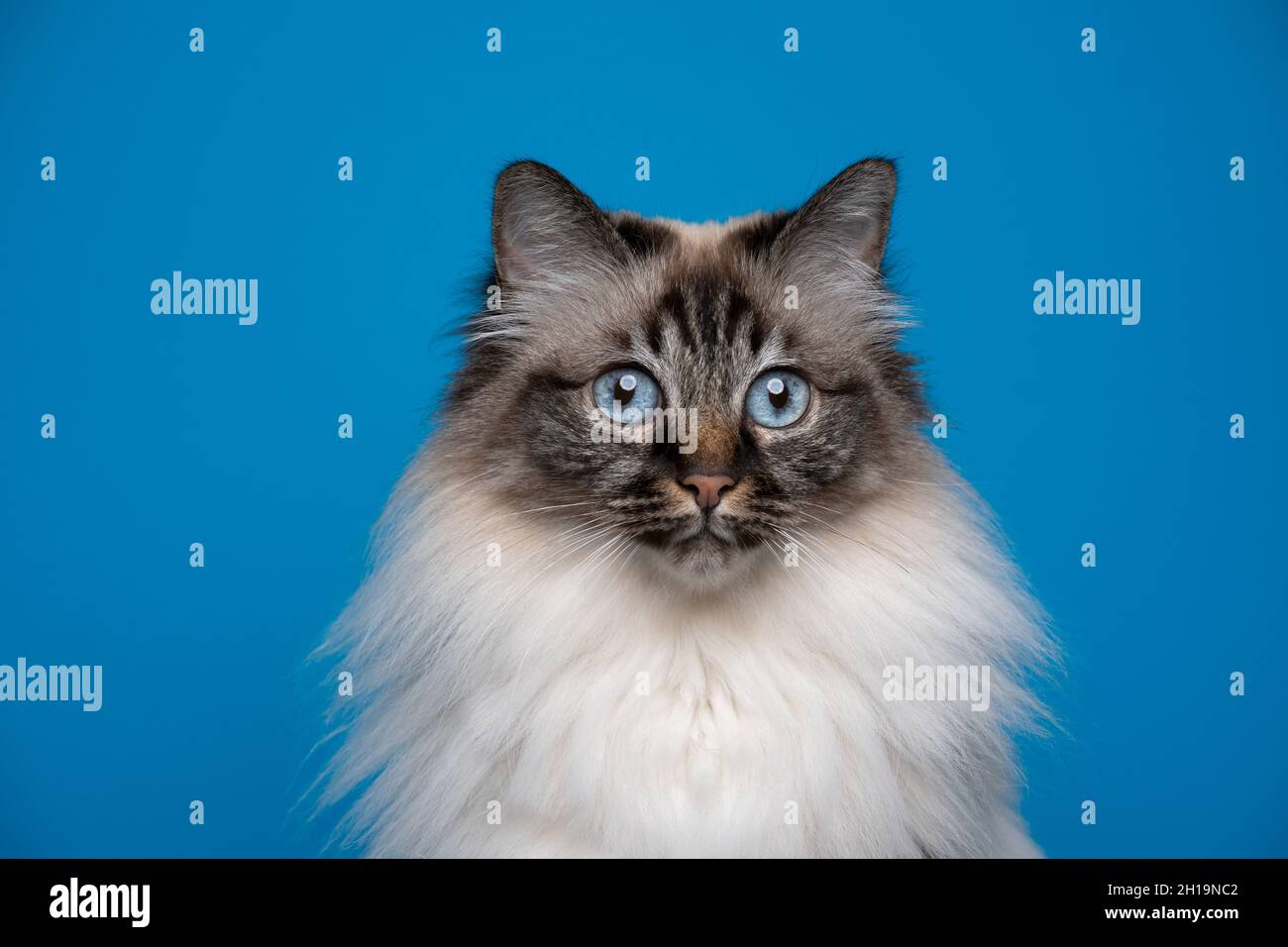 beau sceau tabby point birman chat avec les yeux bleus ton sur ton portrait sur fond bleu Banque D'Images