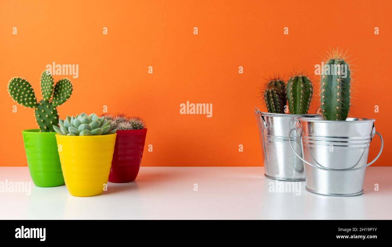 Diverses plantes de cactus dans différents pots sur fond clair.Composition minimale. Banque D'Images