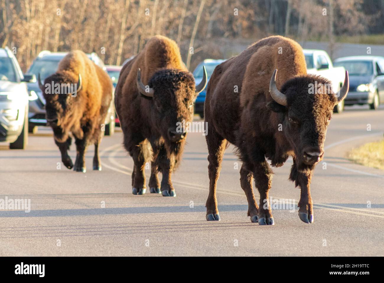 Jeune Bison marchant le long de la route avec des véhicules patiemment en attente dans la circulation bloquée derrière eux Banque D'Images