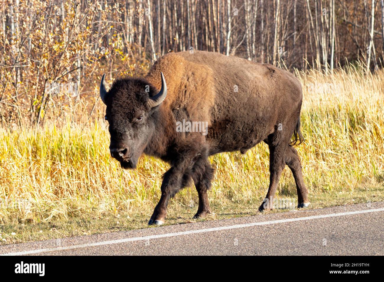 Jeune adulte Bison marchant tranquillement le long de la route en regardant la caméra le jour d'automne ensoleillé Banque D'Images