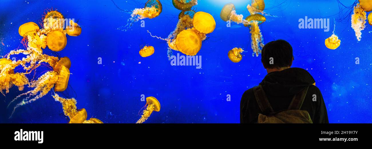Aquarium jellyfish réservoir silhouette de personne à la recherche, ville loisirs activités familiales pour les touristes.Bannière panoramique. Banque D'Images