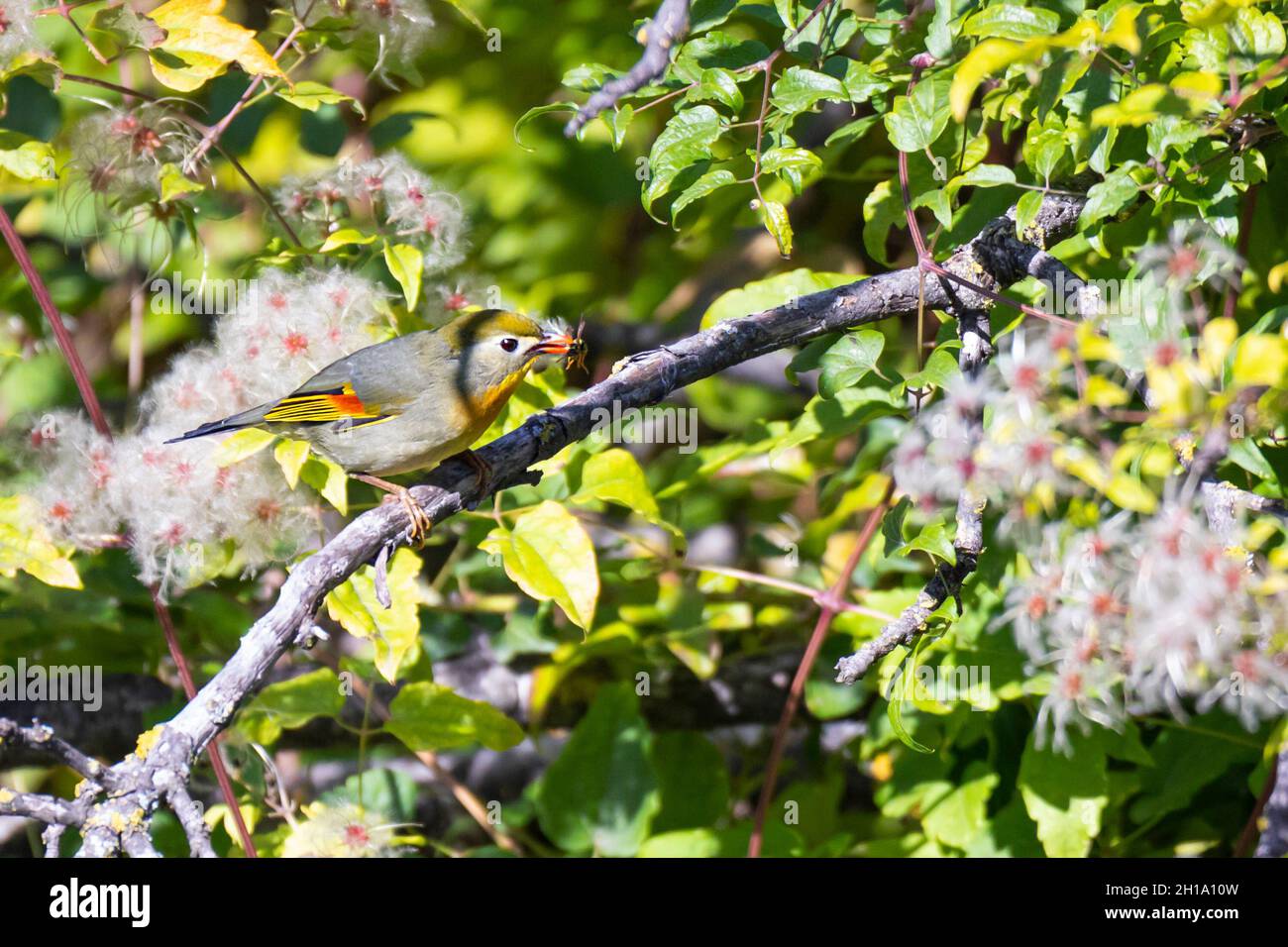 nightingale japonaise multicolore sur une branche d'arbre avec une abeille dans son bec en automne Banque D'Images