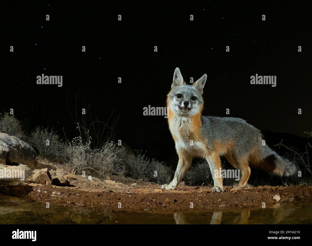 Gray Fox, Marana, près de Tucson, Arizona. Banque D'Images