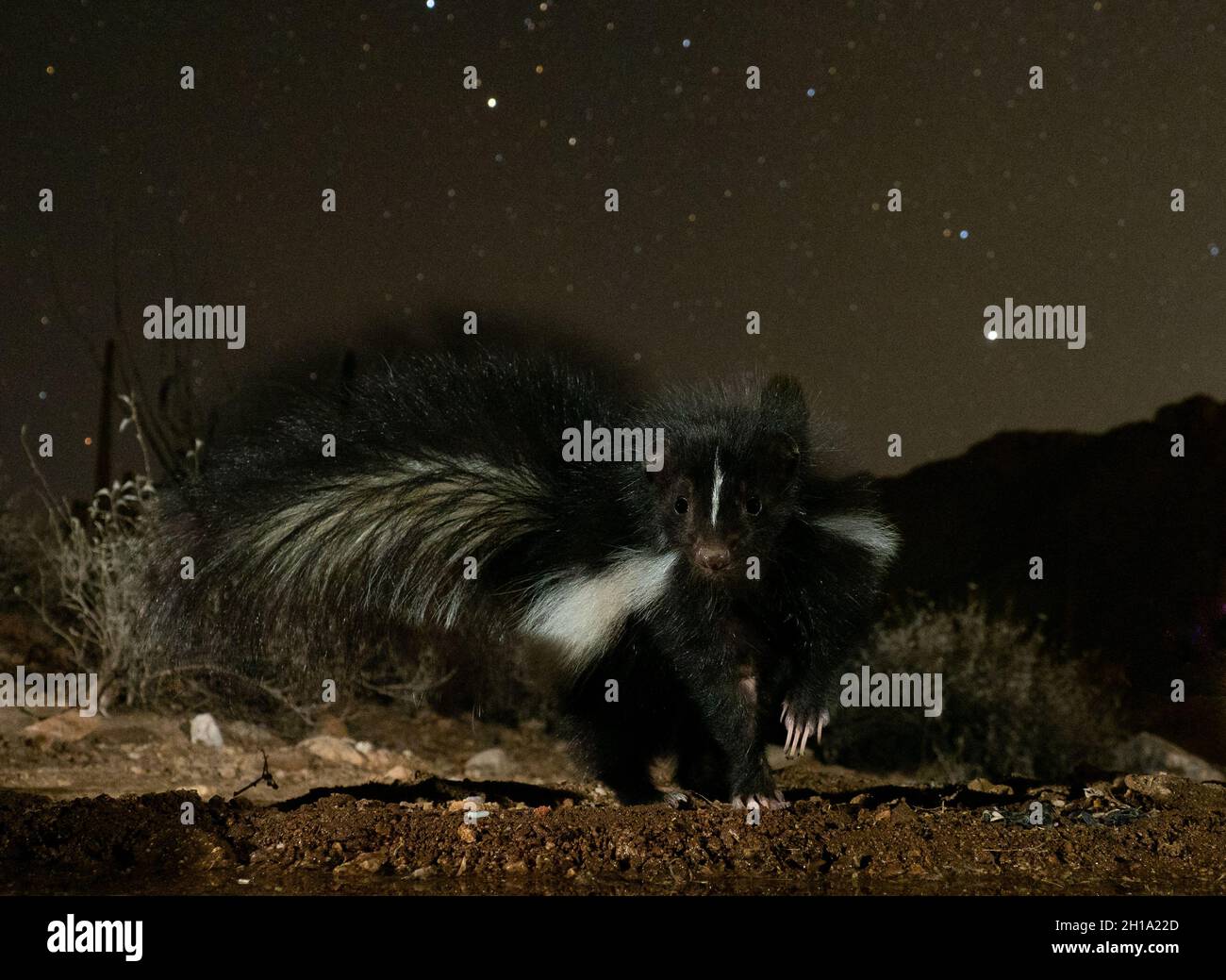 Striped Skunk, Marana, près de Tucson, Arizona. Banque D'Images