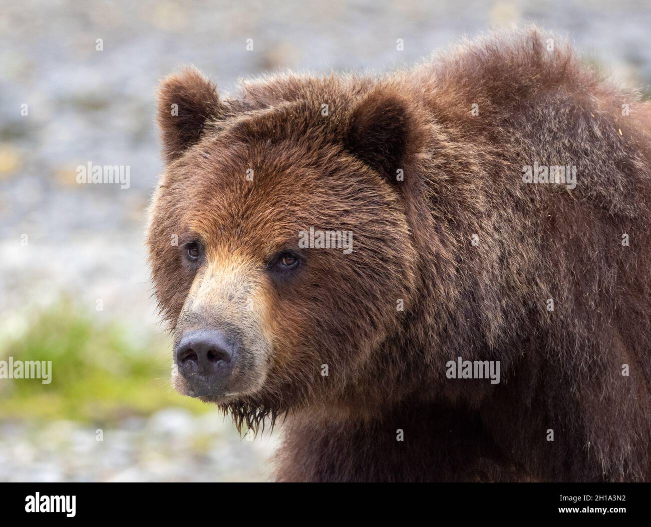 Ours brun, refuge naturel Stan Price, Pack Creek, forêt nationale de Tongass, Alaska. Banque D'Images
