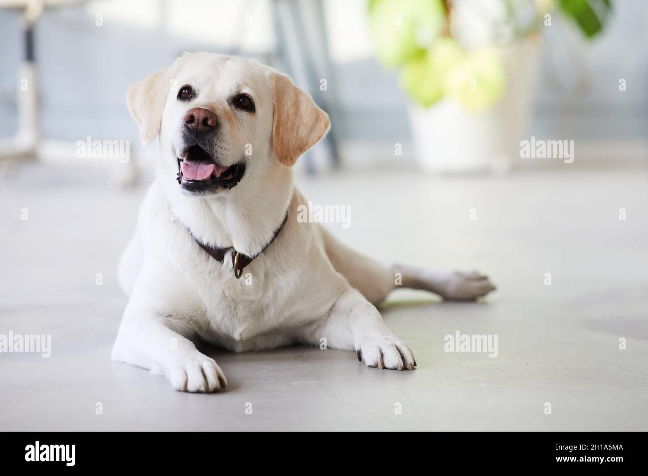 Portrait complet d'un chien heureux couché sur le sol à la maison et souriant à l'appareil photo, espace de copie Banque D'Images