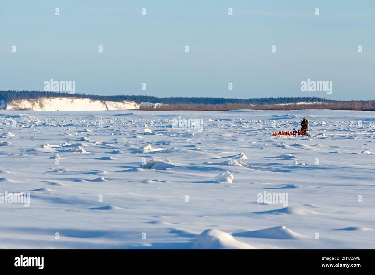 Course de traîneau à chiens Iditarod, fleuve Yukon, Galena, Alaska Banque D'Images