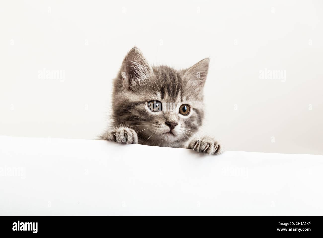Chaton Surprise Portrait Avec Des Pattes Pageking Sur Blanc Affiche Etiquette Look Cote Modele D Ecriteau En Tableau Pour Chat De Bebe Chien Kitten Curieusement Peeking Photo Stock Alamy