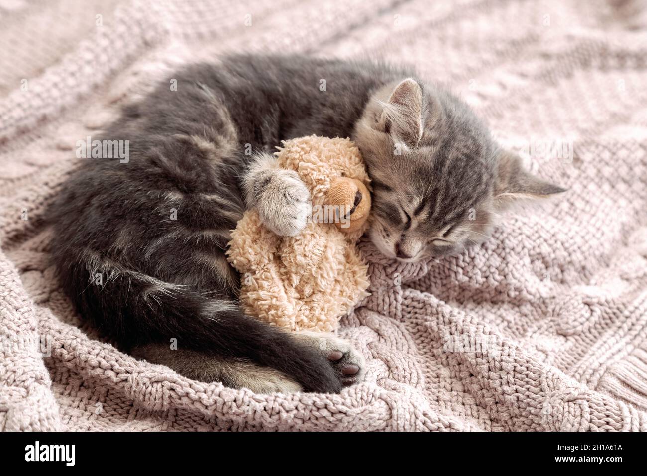 Un petit chat dorment sur une couverture confortable qui se porte comme un  jouet.Peluche tabby kitten snoozing confortable câlin teddy ours sur  tricoté rose écossais.Espace de copie. Chaton de bébé Photo Stock -