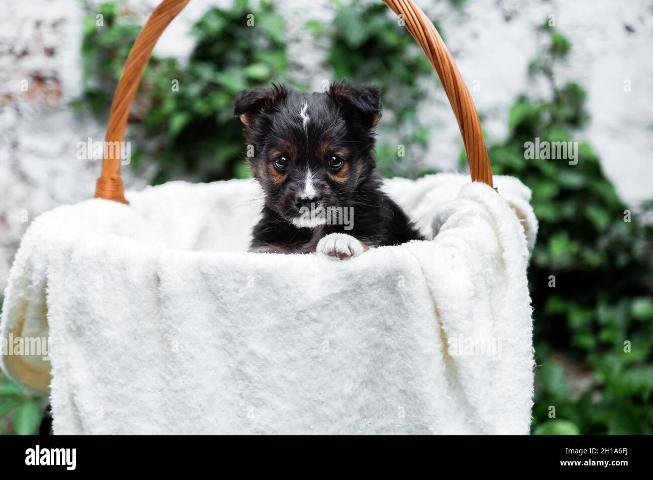 Portrait de chien de chiot nouveau-né dans un panier extérieur. Adorable jeune animal domestique grave chiot brun assis avec patte sur le bord du panier comme cadeau ou surprise Banque D'Images