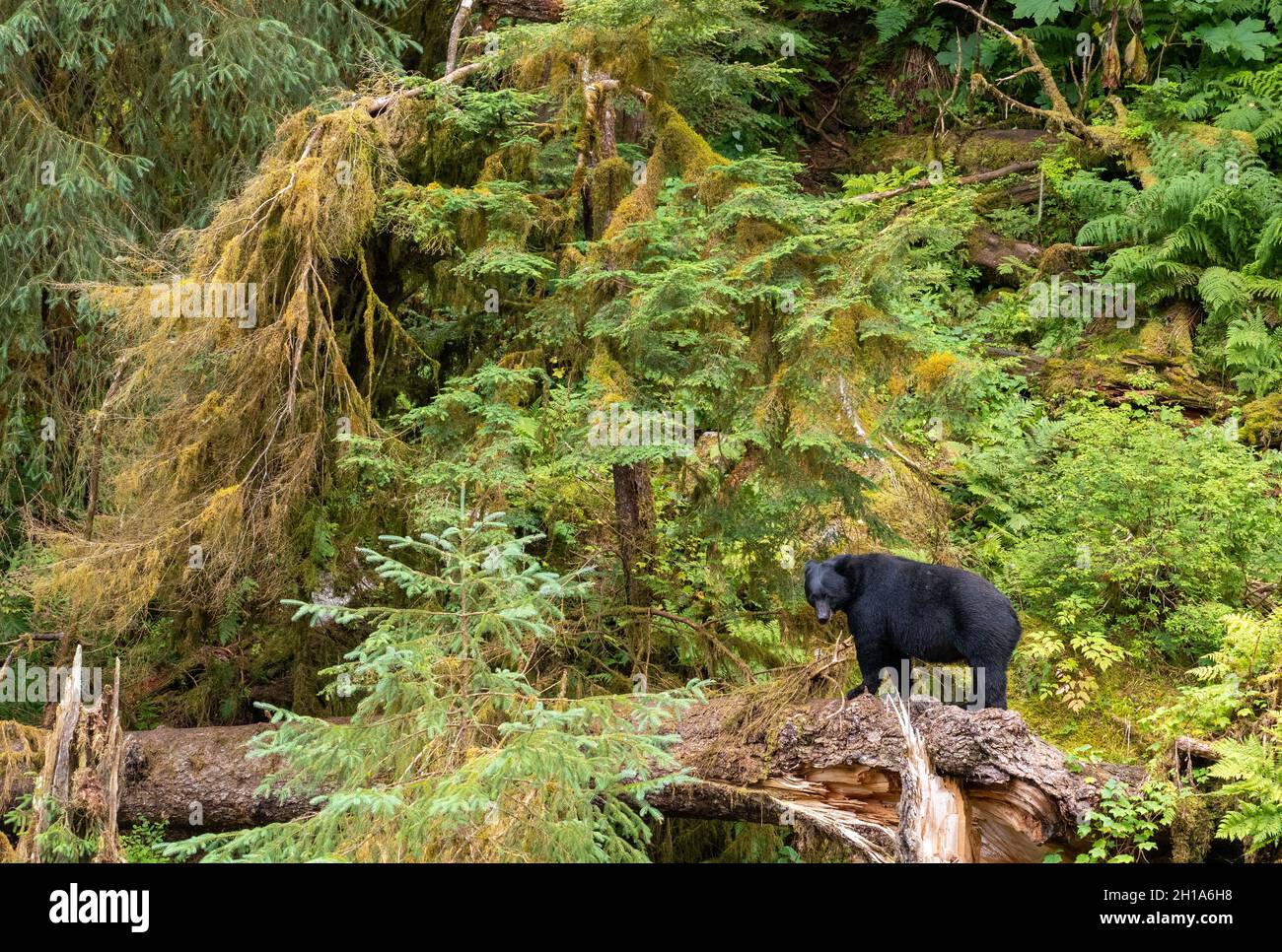 Ours noir, site de l'observatoire de la faune d'Anan, forêt nationale de Tongass, Alaska. Banque D'Images
