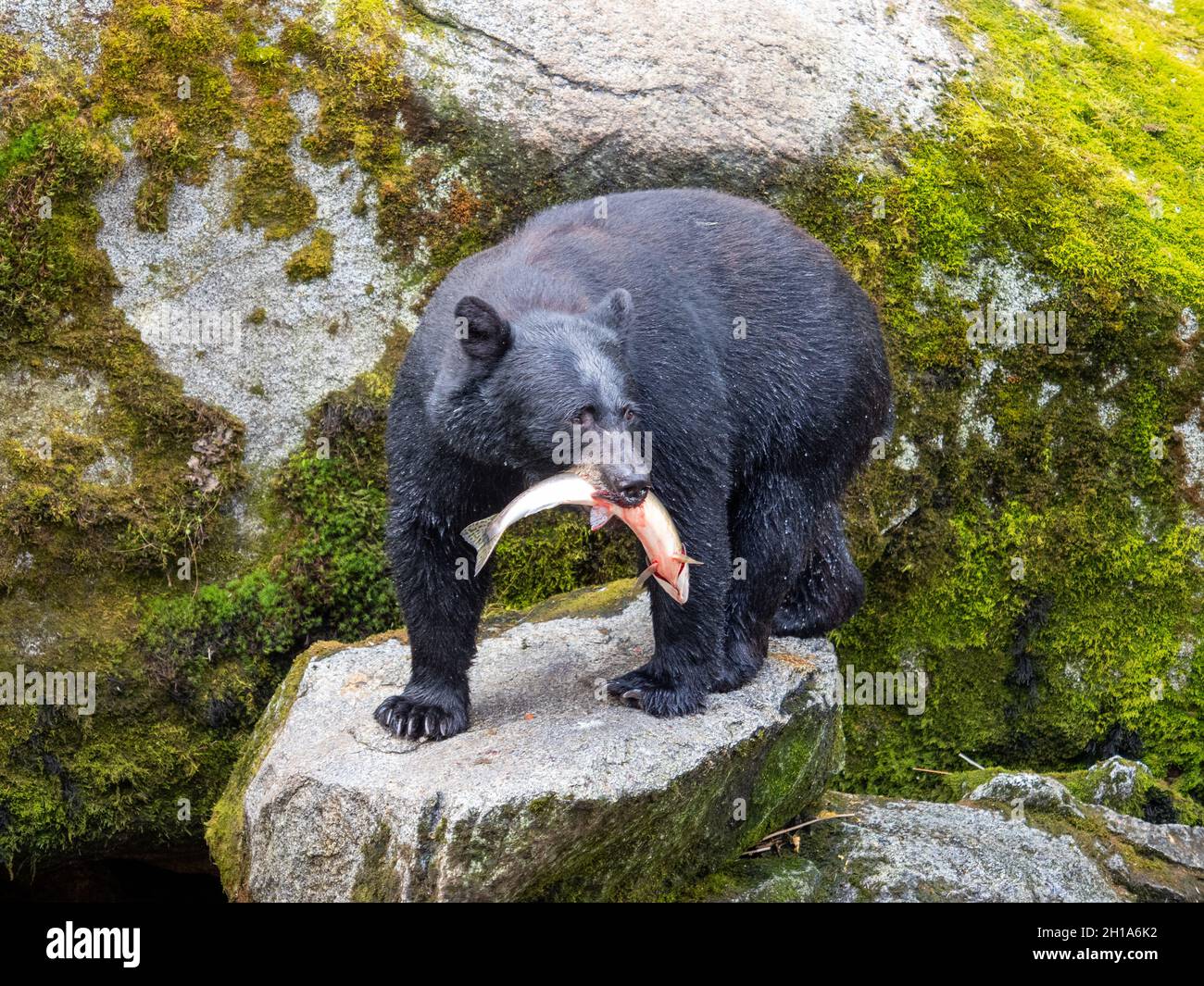 Ours noir, site de l'observatoire de la faune d'Anan, forêt nationale de Tongass, Alaska. Banque D'Images