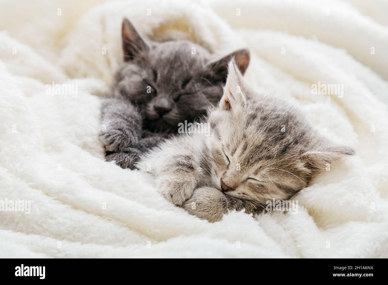 Couple De Chats De Famille Se Reposant Ensemble Deux Gris Et Tabby Beau Chaton Domestique Dans L Amour Embrassant 2 Chatons Endormis Avec Pattes Dorment Confortablement Photo Stock Alamy
